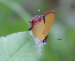 Heliophorus epicles