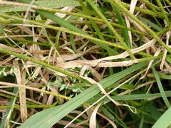 Elymus tsukushiensis