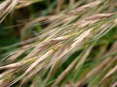 Elymus tsukushiensis