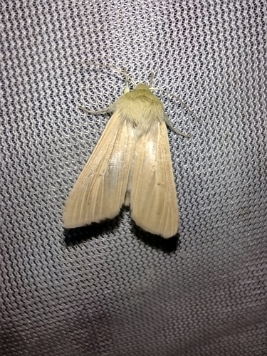 Mora hviezdicová (Mythimna pallens)