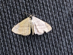 Scopula frigidaria