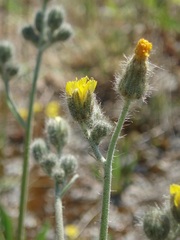 Pilosella rothiana