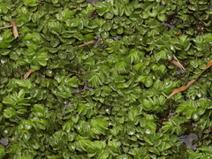 Salvinia molesta