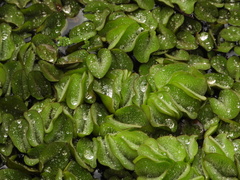 Salvinia molesta