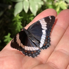 Limenitis arthemis rubrofasciata