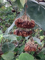 Dombeya wallichii