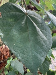 Dombeya wallichii