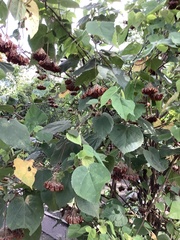 Dombeya wallichii