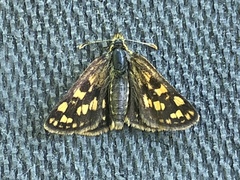 Carterocephalus skada
