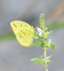 Eurema mandarina