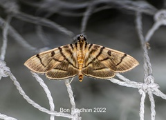 Dichocrocis definita