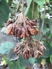 Dombeya wallichii
