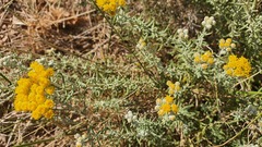 Achillea falcata