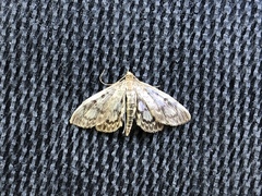 Anania tertialis