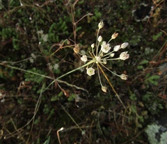 Allium inaequale