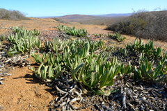 Carpobrotus quadrifidus