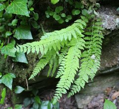 Woodsia caucasica