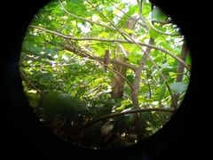 Ninox scutulata