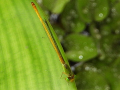 Ceriagrion coromandelianum