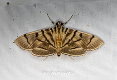 Dichocrocis definita