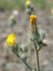 Pilosella rothiana