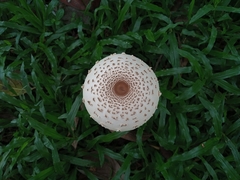 Fungi
