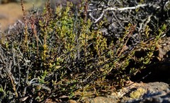 Pollichia campestris