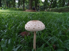 Fungi