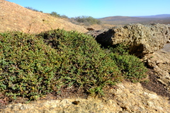 Pollichia campestris