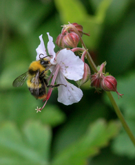 Bombus pratorum