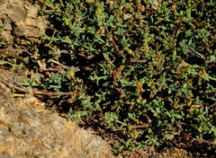 Pollichia campestris