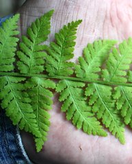 Woodsia caucasica