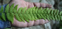 Woodsia caucasica