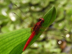 Rhodothemis rufa