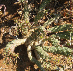 Anthacanthae