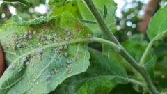 Dysaphis plantaginea