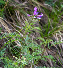Astragalus fruticosus