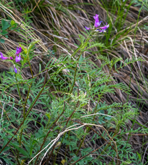 Astragalus fruticosus