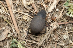 Phymatiotris quadricollis