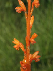 Schiekia orinocensis