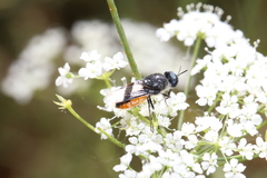 Odontomyia flavissima