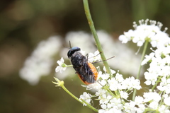 Odontomyia flavissima
