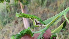 Dysaphis plantaginea