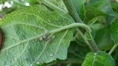 Dysaphis plantaginea