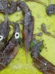 Alloteuthis subulata