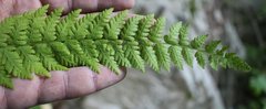 Woodsia caucasica