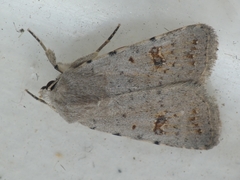 Caradrina kadenii