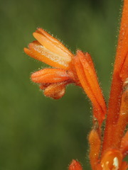 Schiekia orinocensis