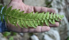 Woodsia caucasica
