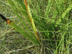 Schiekia orinocensis